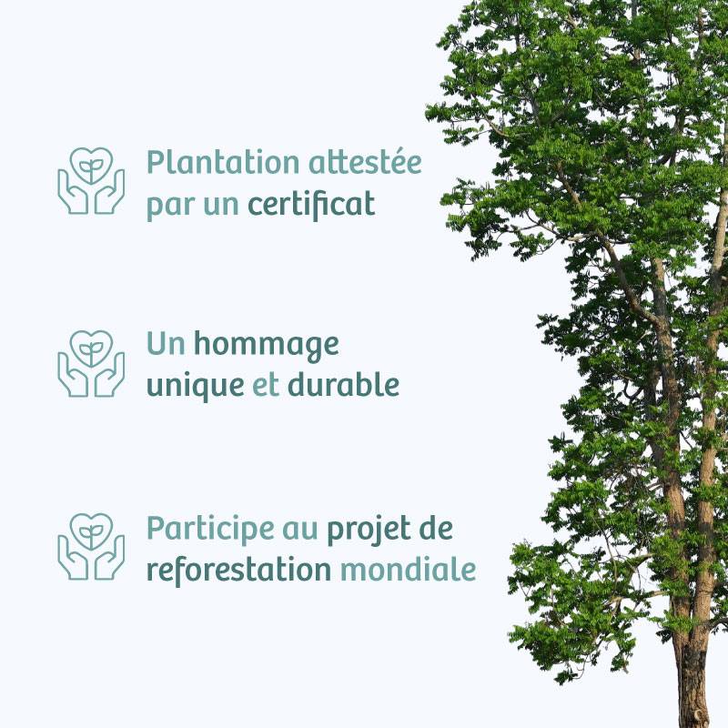 Planter un arbre en hommage à Mme Régine DOURDOIGNE